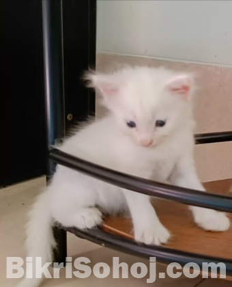 Persian cat male